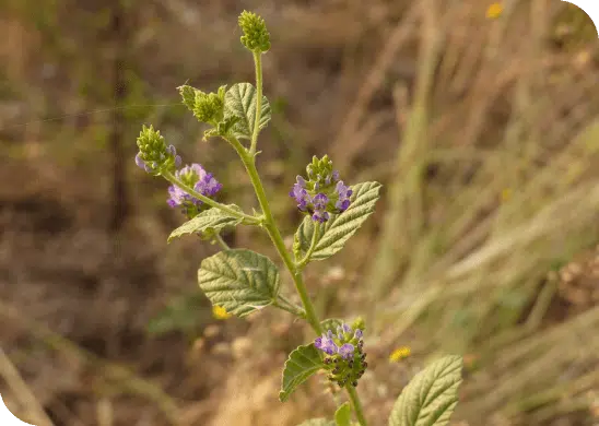 BAKUCHIOL: el nuevo milagro antiedad 100% natural apto para embarazadas