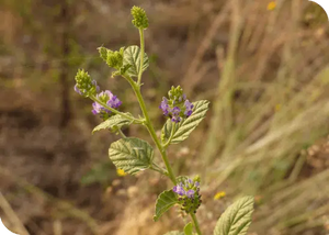 BAKUCHIOL: el nuevo milagro antiedad 100% natural apto para embarazadas